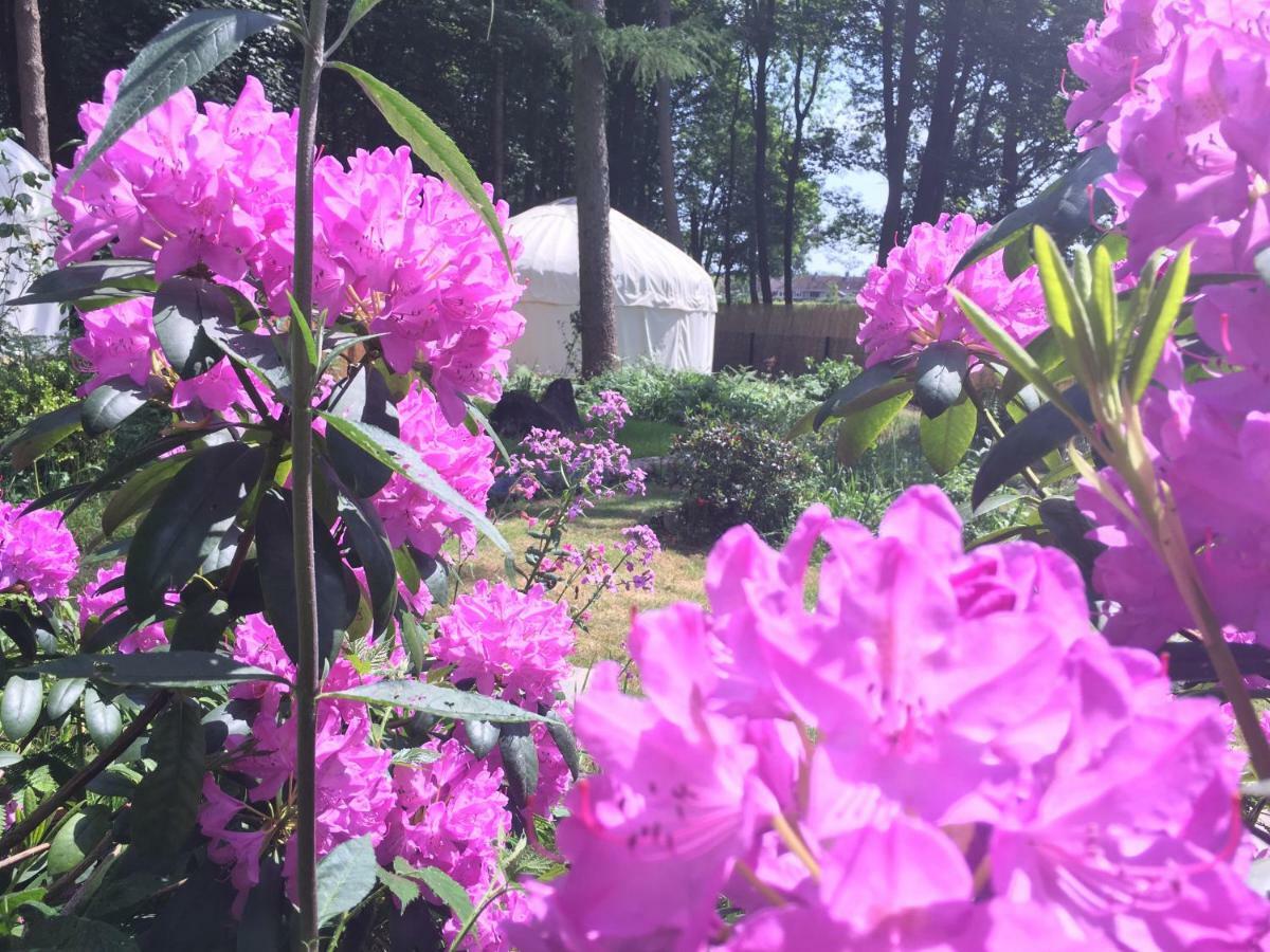 Luxe tent Gingerbread Yurts Dereham